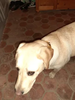 Chien perdu Labrador-Retriever