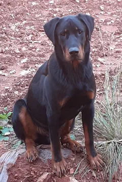 Chien perdu Beauceron
