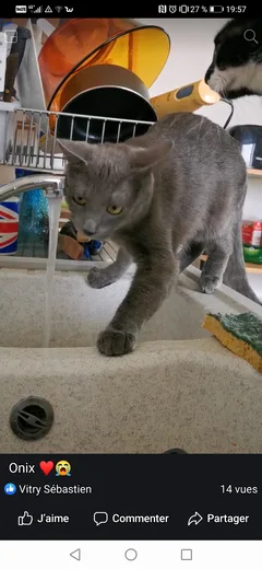 Chat perdu Bleu russe