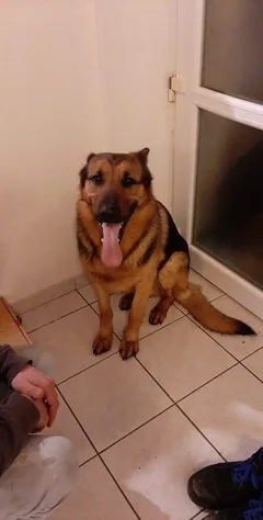 Chien trouvé Berger Allemand