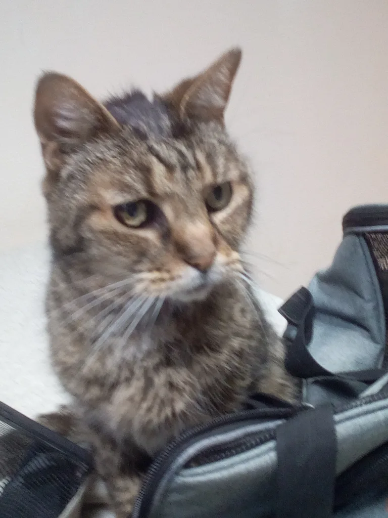 Chat trouvé