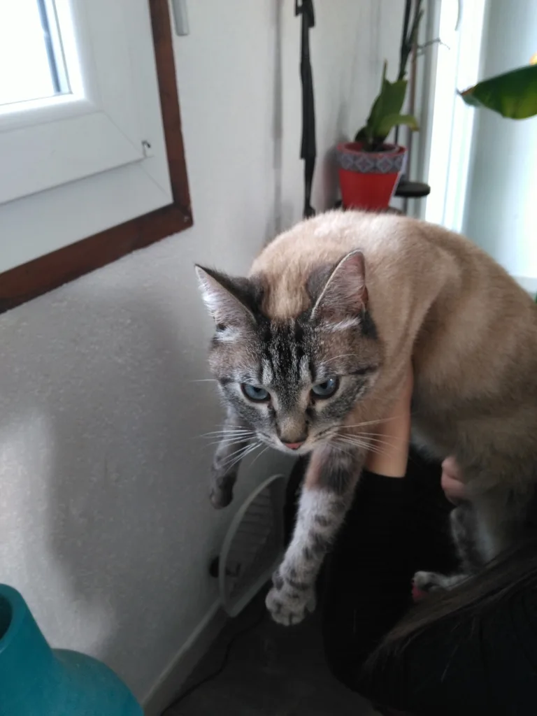 Chat trouvé