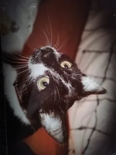 Chat perdu Européen