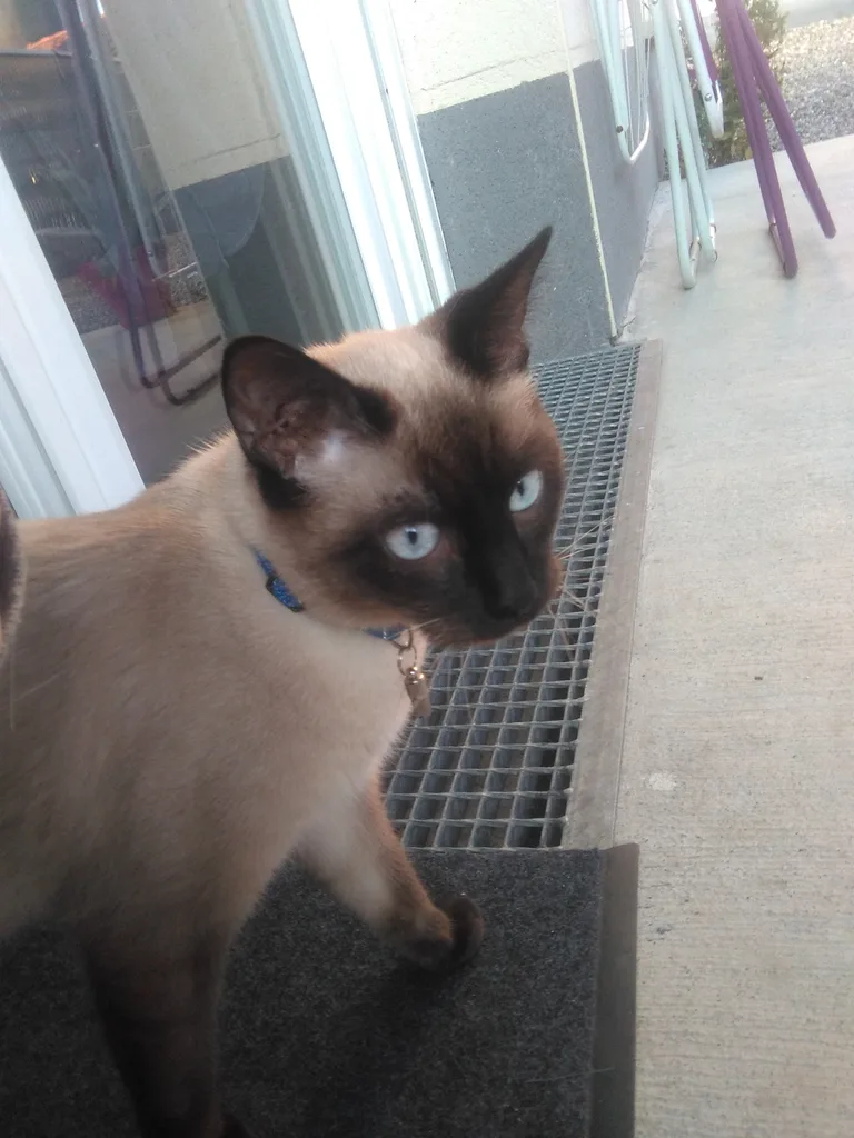 Chat trouvé