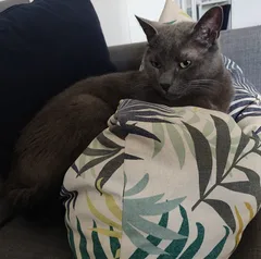 Chat perdu Croisé