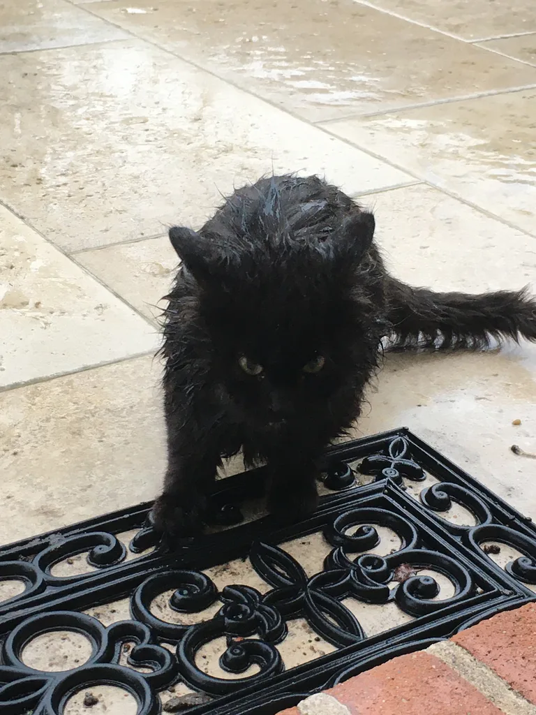 Chat trouvé