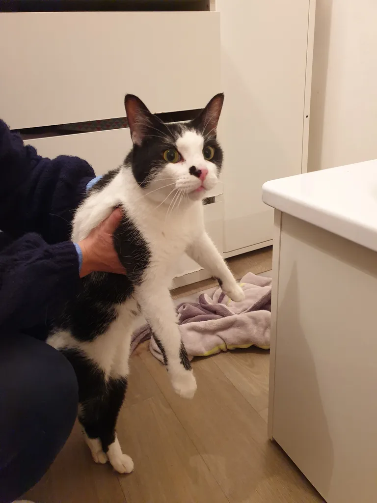 Chat trouvé