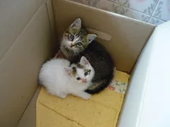 Chat perdu Européen