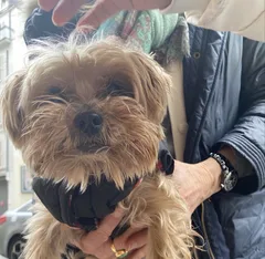 Chien trouvé Yorkshire Terrier