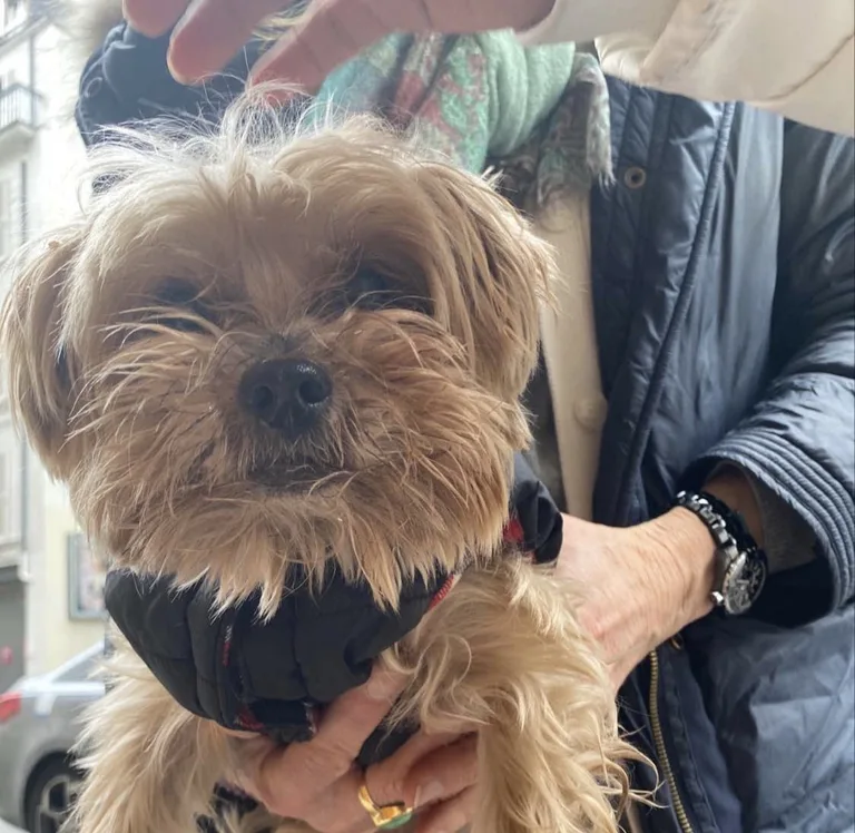 Chien trouvé