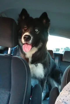 Chien perdu Croisé