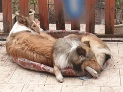 Chien perdu Colley