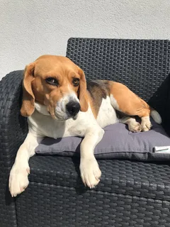 Chien perdu Beagle