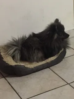 Chien perdu Spitz Allemand nain