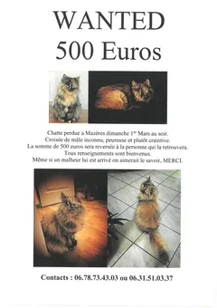 Chat perdu Sans race particulière