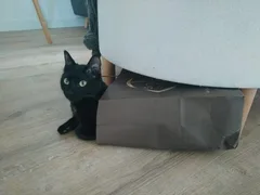 Chat perdu Européen