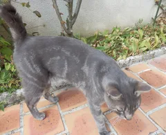 Chat perdu Européen