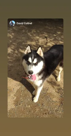 Chien perdu Husky Sibérien