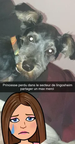 Chien perdu Yorkshire Terrier