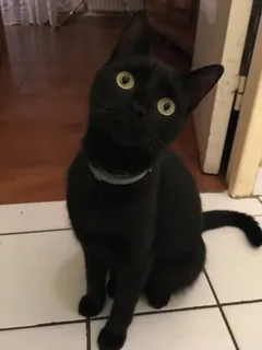 Chat perdu Européen