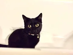 Chat perdu Européen