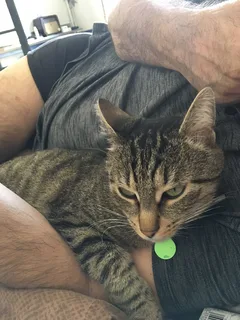 Chat perdu Européen