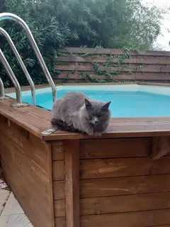 Chat perdu Sans race particulière