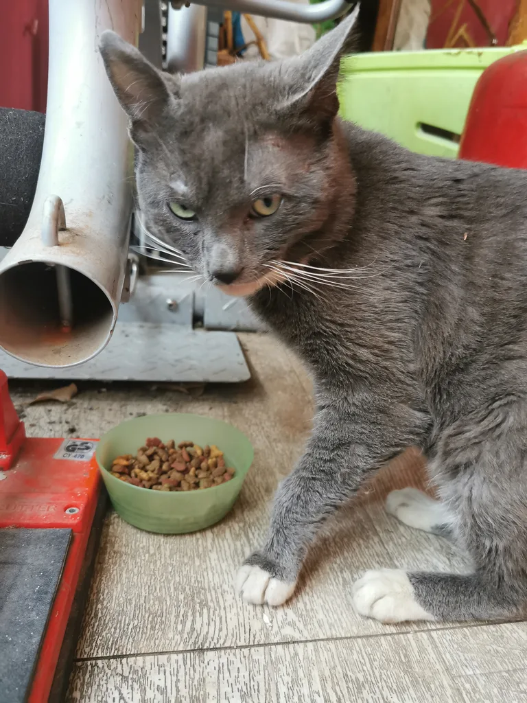 Chat trouvé