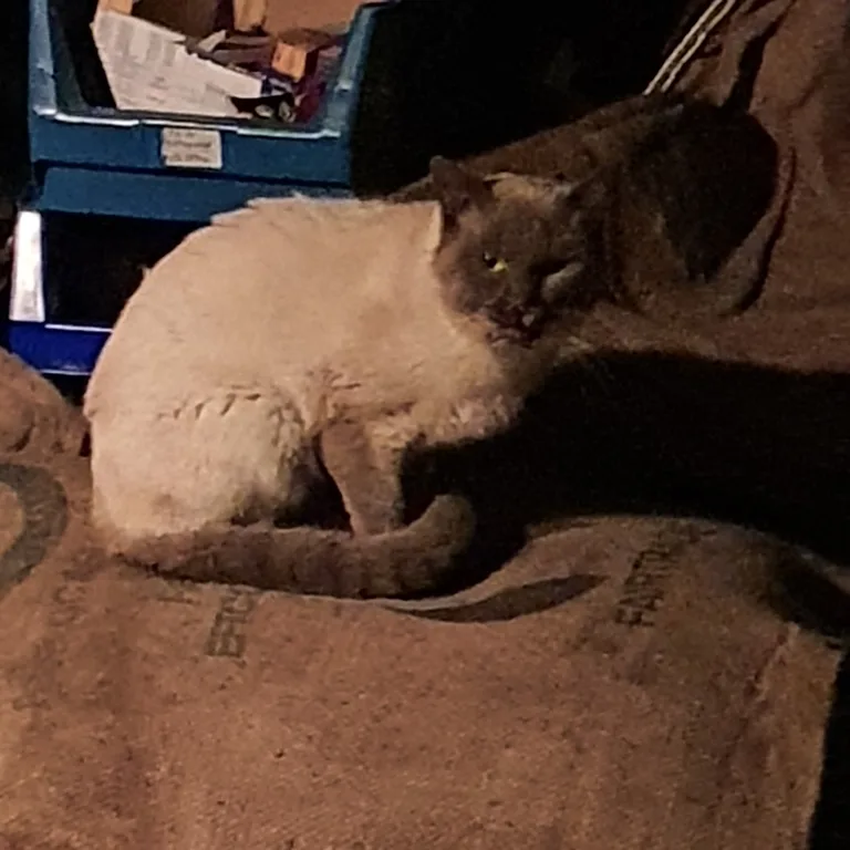 Chat trouvé
