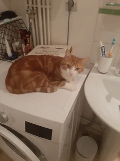 Chat perdu Européen