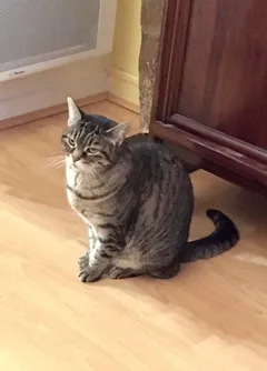 Chat perdu Européen