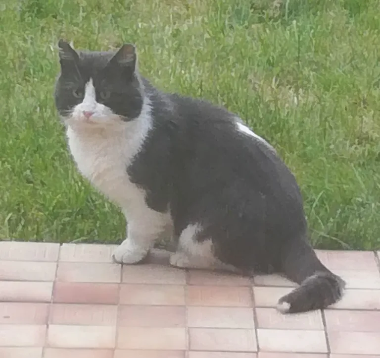 Chat trouvé
