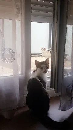 Chat perdu Européen