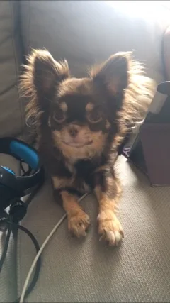 Chien perdu Chihuahua