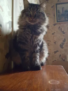 Chat perdu Chat Tigre