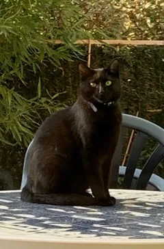 Chat perdu Européen