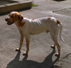Chien trouvé Epagneul Français