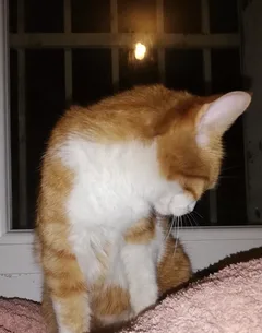 Chat perdu Sans race particulière