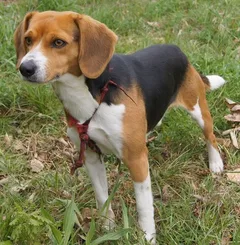 Chien perdu Beagle