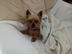 Chien perdu Yorkshire Terrier