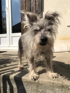 Chien perdu Cairn Terrier