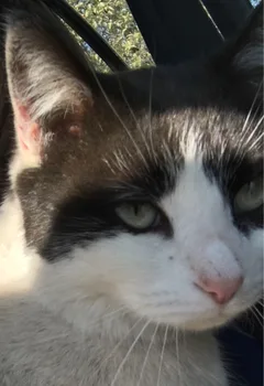 Chat perdu Européen