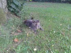 Chat perdu Européen