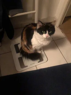 Chat perdu Européen