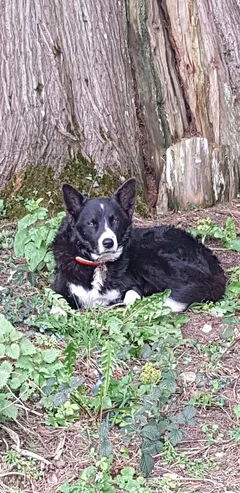 Chien perdu Border Collie