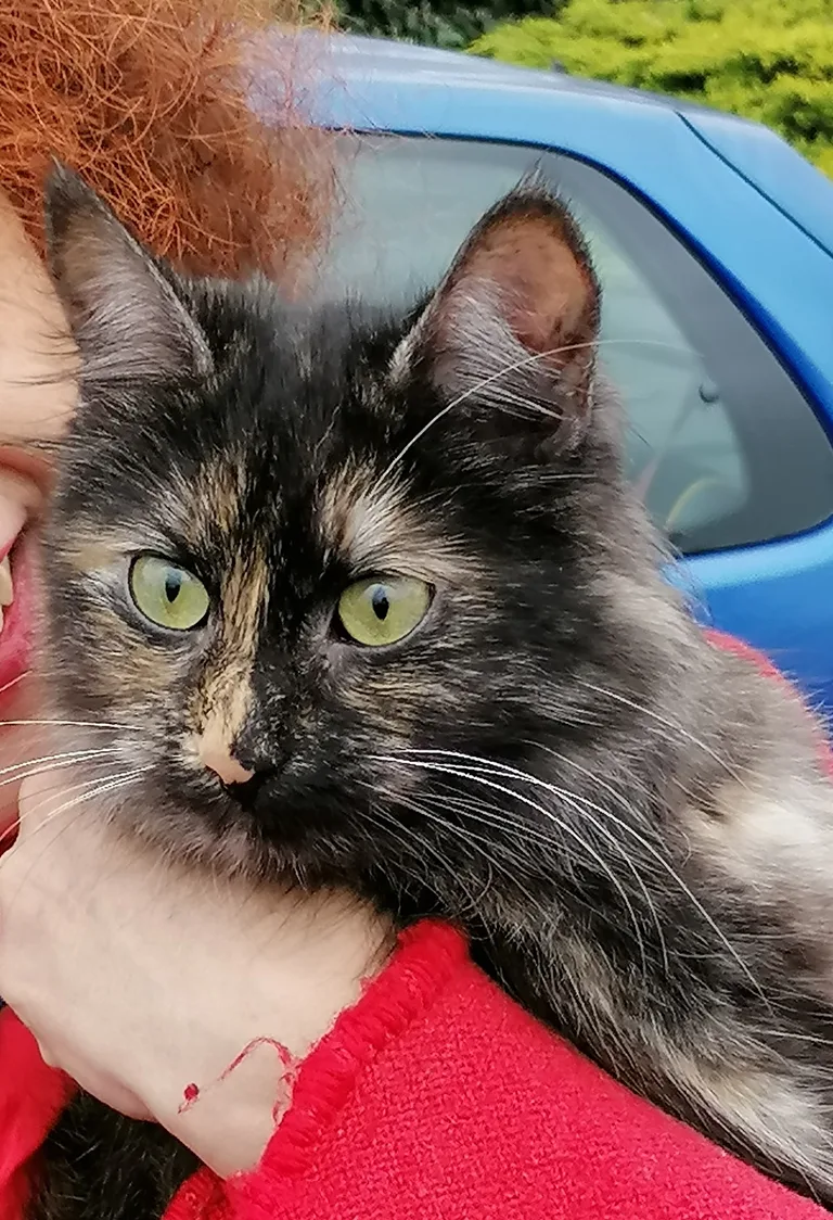 Chat trouvé