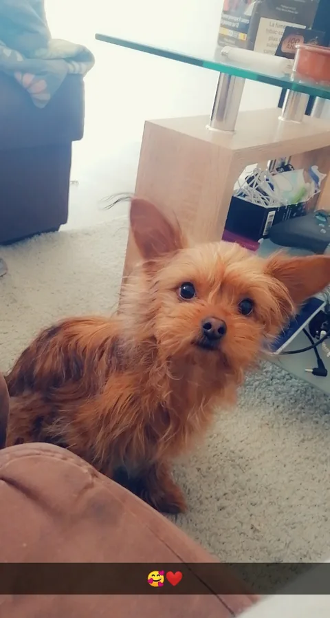Poopy