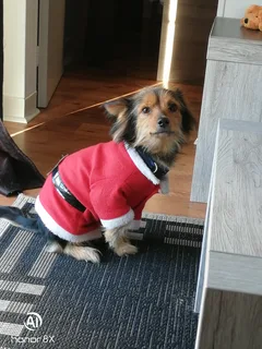 Chien perdu Yorkshire Terrier
