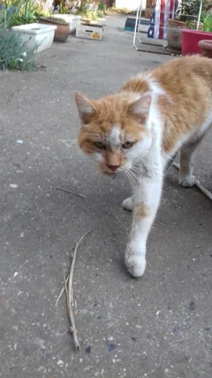 Chat trouvé Chat Sauvage d'Europe