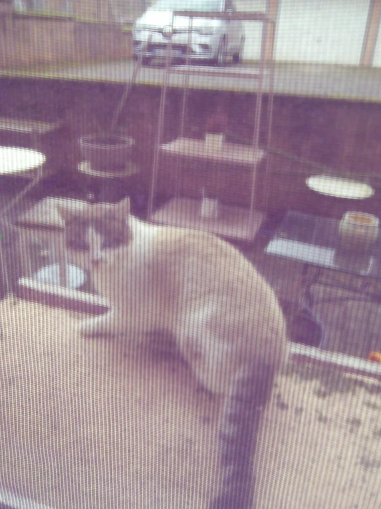 Chat trouvé
